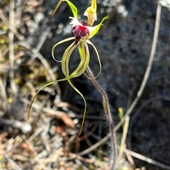 Caladenia parva at Burrinjuck, NSW - suppressed