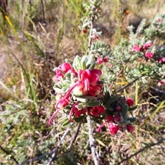 Grevillea lanigera (Woolly Grevillea) at Rendezvous Creek, ACT - 12 Oct 2024 by MB