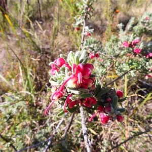 Grevillea lanigera at Rendezvous Creek, ACT - 13 Oct 2024 09:11 AM