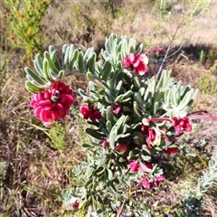 Grevillea lanigera at Rendezvous Creek, ACT - 13 Oct 2024