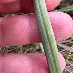 Bulbine bulbosa at Yarralumla, ACT - 13 Oct 2024