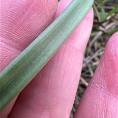 Bulbine bulbosa at Yarralumla, ACT - 13 Oct 2024