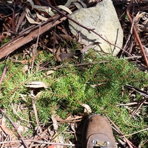 Persoonia chamaepeuce at Rendezvous Creek, ACT - 13 Oct 2024