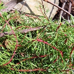 Persoonia chamaepeuce at Rendezvous Creek, ACT - 13 Oct 2024