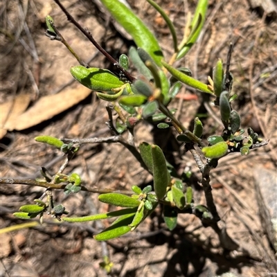 Grevillea sp. at Burrinjuck, NSW - 13 Oct 2024 by sduus