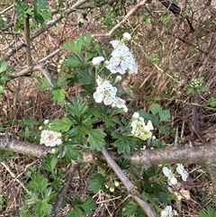 Crataegus monogyna (Hawthorn) at Yarralumla, ACT - 13 Oct 2024 by lbradley