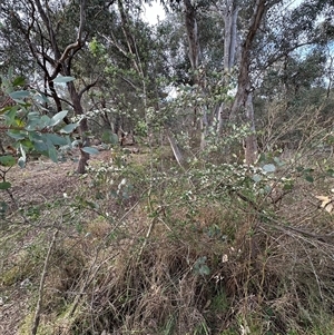 Crataegus monogyna at Yarralumla, ACT - 13 Oct 2024 05:35 PM