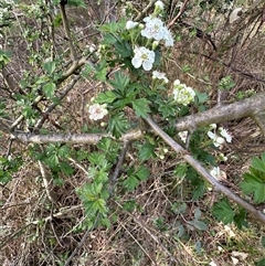 Crataegus monogyna at Yarralumla, ACT - 13 Oct 2024 05:35 PM