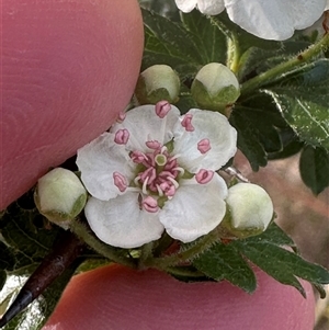 Crataegus monogyna at Yarralumla, ACT - 13 Oct 2024