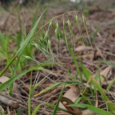 Ehrharta longiflora (Annual Veldt Grass) at Higgins, ACT - 13 Oct 2024 by MattM