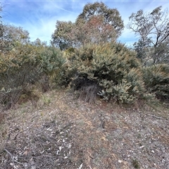 Acacia cultriformis at Yarralumla, ACT - 13 Oct 2024