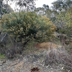 Acacia cultriformis at Yarralumla, ACT - 13 Oct 2024