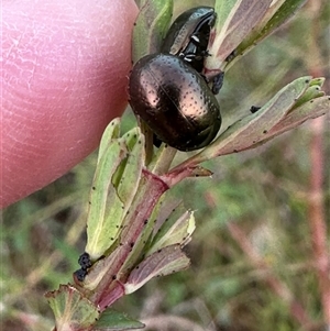 Chrysolina quadrigemina at Yarralumla, ACT - 13 Oct 2024