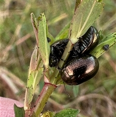 Chrysolina quadrigemina at Yarralumla, ACT - 13 Oct 2024