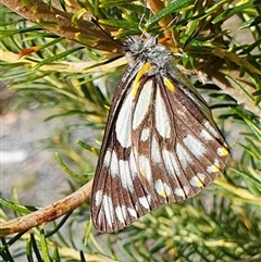 Belenois java (Caper White) at Yass River, NSW - 12 Oct 2024 by SenexRugosus