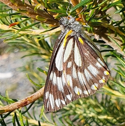 Belenois java (Caper White) at Yass River, NSW - 12 Oct 2024 by SenexRugosus