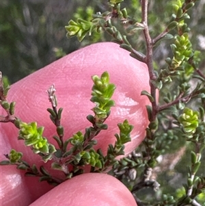 Kunzea parvifolia at Yarralumla, ACT - 13 Oct 2024 05:56 PM