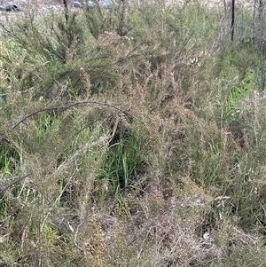 Kunzea parvifolia at Yarralumla, ACT - 13 Oct 2024