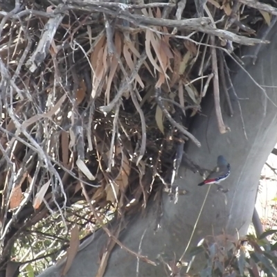 Stagonopleura guttata (Diamond Firetail) at Kambah, ACT - 11 Oct 2024 by HelenCross