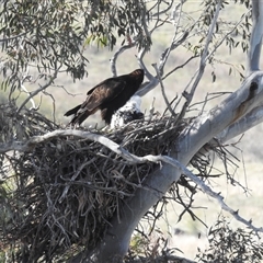 Stagonopleura guttata at Kambah, ACT - 11 Oct 2024