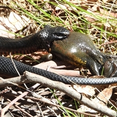 Limnodynastes dumerilii (Eastern Banjo Frog) at Kambah, ACT - 13 Oct 2024 by LineMarie