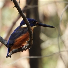 Ceyx azureus (Azure Kingfisher) at Paddys River, ACT - 13 Oct 2024 by LinePerrins