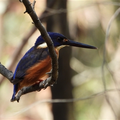 Ceyx azureus (Azure Kingfisher) at Paddys River, ACT - 13 Oct 2024 by LineMarie