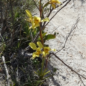 Diuris amabilis at Borough, NSW - 11 Oct 2024