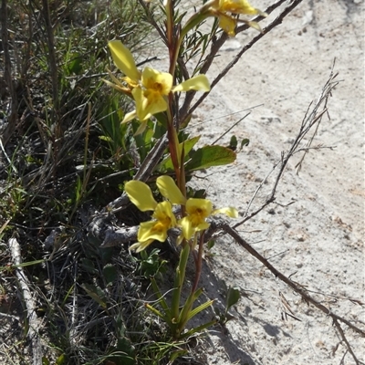 Diuris amabilis (Large Golden Moth) at Borough, NSW - 11 Oct 2024 by Paul4K