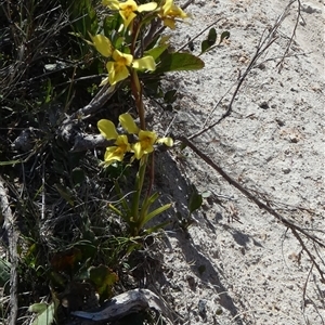 Diuris amabilis at Borough, NSW - suppressed