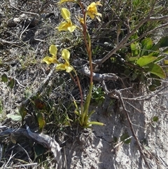 Diuris amabilis at Borough, NSW - suppressed