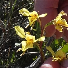 Diuris amabilis at Borough, NSW - suppressed