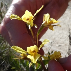 Diuris amabilis at Borough, NSW - 11 Oct 2024