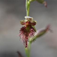 Calochilus platychilus at Wonboyn, NSW - 12 Oct 2024 by Venture