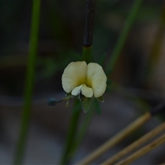 Gompholobium huegelii at Wonboyn, NSW - 12 Oct 2024 by Venture