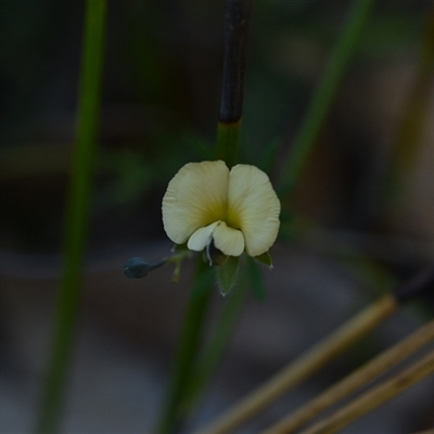 Gompholobium huegelii at Wonboyn, NSW - 13 Oct 2024 by Venture