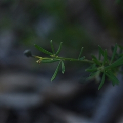 Gompholobium (genus) at Wonboyn, NSW - 13 Oct 2024 09:13 AM