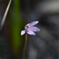 Caladenia carnea (Pink Fingers) at Wonboyn, NSW - 13 Oct 2024 by Venture