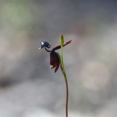 Caleana major (Large Duck Orchid) at Wonboyn, NSW - 13 Oct 2024 by Venture