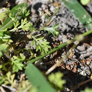 Cotula australis (Common Cotula, Carrot Weed) at Edrom, NSW by Venture