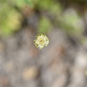 Cotula australis at Edrom, NSW - 12 Oct 2024