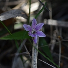 Schelhammera undulata (Lilac Lily) at Edrom, NSW - 12 Oct 2024 by Venture