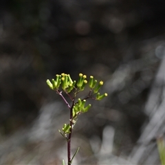 Senecio sp. at Edrom, NSW - 12 Oct 2024 by Venture