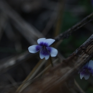 Viola hederacea at Edrom, NSW by Venture