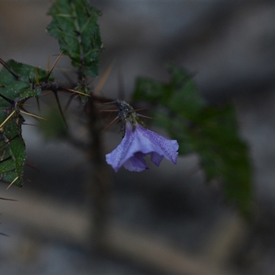 Solanum cinereum at Edrom, NSW - 12 Oct 2024 by Venture