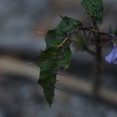 Solanum (genus) at Edrom, NSW - 12 Oct 2024 01:51 PM