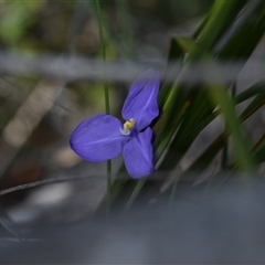 Patersonia sp. at Edrom, NSW - 12 Oct 2024 by Venture