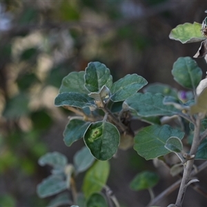 Olearia tomentosa (Toothed Daisy Bush) at Edrom, NSW by Venture