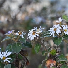 Olearia tomentosa at Edrom, NSW - 12 Oct 2024 01:30 PM