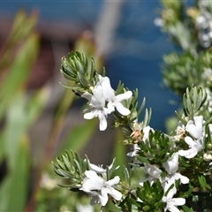 Westringia fruticosa (Native Rosemary) at Edrom, NSW - 12 Oct 2024 by Venture